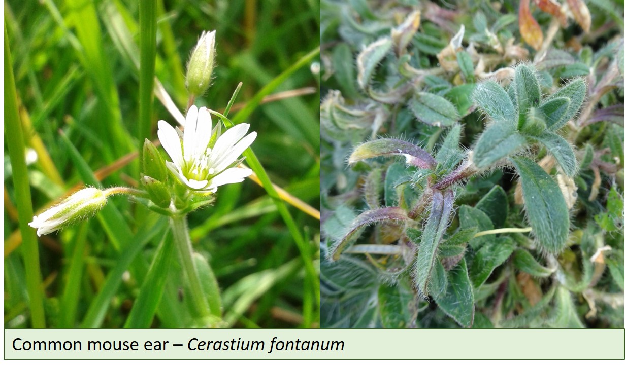 Common mouse-ear