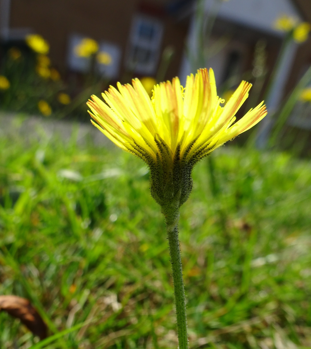 Botany in your back garden – the BSBI Garden Wildflower Hunt