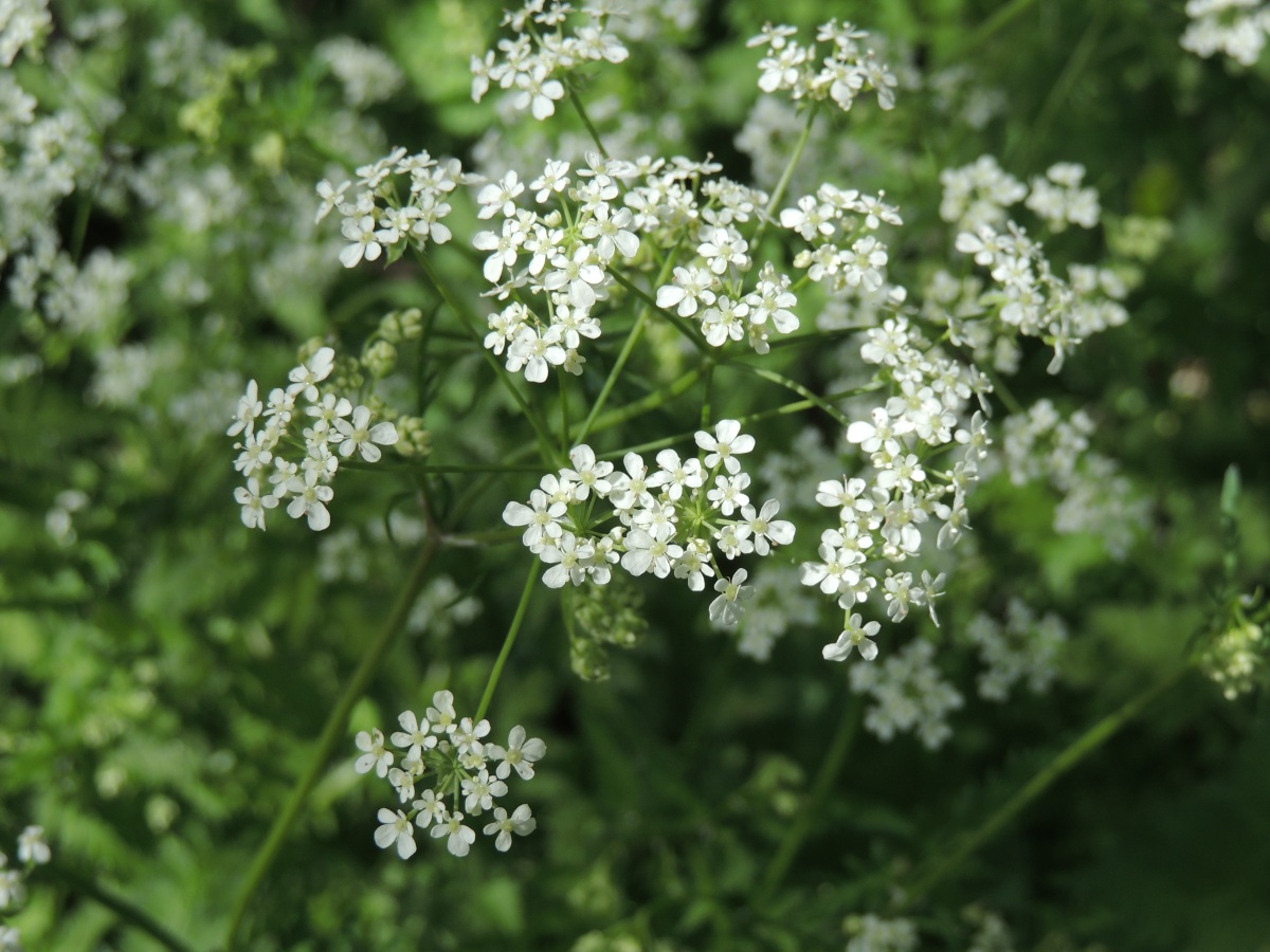 Pretty parsley or killer carrot? The world of the not so humble umbels